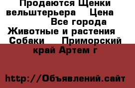Продаются Щенки вельштерьера  › Цена ­ 27 000 - Все города Животные и растения » Собаки   . Приморский край,Артем г.